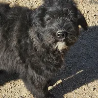 AKC Luna, a female Bouvier des Flandres for sale in Houston, MO – Photo 4 of 8