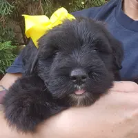 AKC Luna, a female Bouvier des Flandres for sale in Houston, MO – Photo 6 of 8