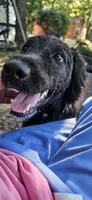AKC Luna, a female Bouvier des Flandres for sale in Houston, MO – 4 of 10