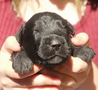 AKC Clarice, a female Bouvier des Flandres for sale in Houston, MO – 2 of 4