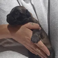 AKC Willa, a female Bouvier des Flandres for sale in Houston, MO – 5 of 7