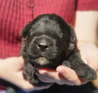 AKC Mickey, a male Bouvier des Flandres for sale in Houston, MO – 1 of 3