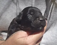 AKC Gavyn, a male Bouvier des Flandres for sale in Houston, MO – 1 of 6