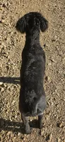 AKC Luna, a female Bouvier des Flandres for sale in Houston, MO – 10 of 10
