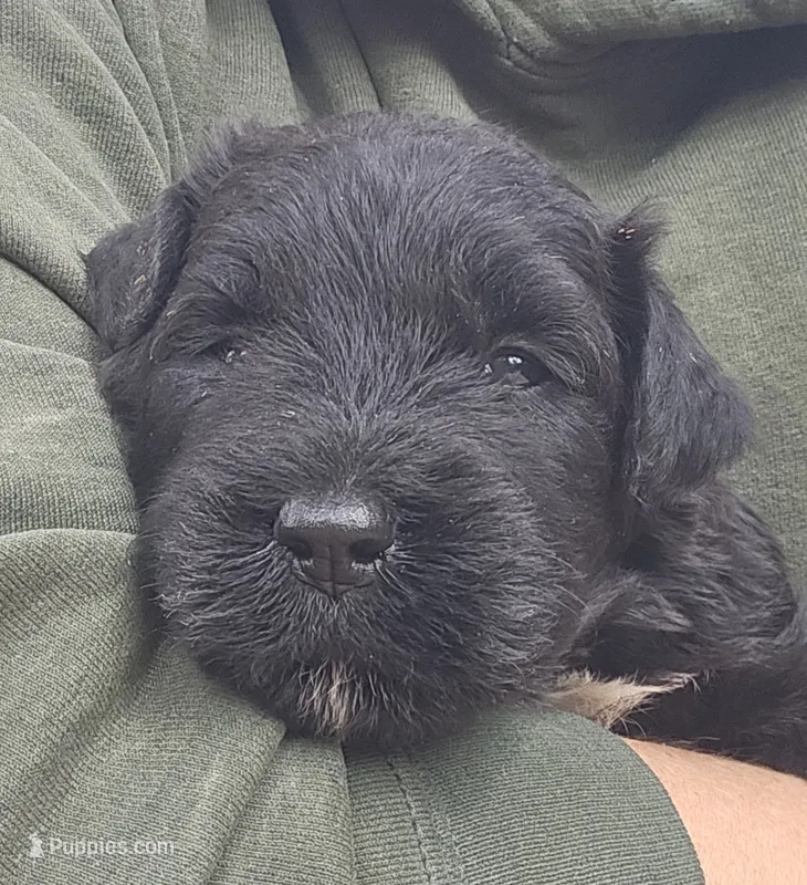 AKC Broc – Bouvier des Flandres puppy for sale in Houston, MO