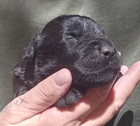 AKC Rik, a male Bouvier des Flandres for sale in Houston, MO – 3 of 9