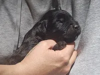 AKC Gavyn, a male Bouvier des Flandres for sale in Houston, MO – 2 of 6