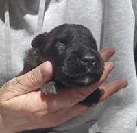 AKC Willa, a female Bouvier des Flandres for sale in Houston, MO – 6 of 7