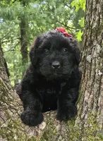 AKC Verna, a female Bouvier des Flandres for sale in Houston, MO – 5 of 10