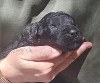 AKC Joby, a male Bouvier des Flandres for sale in Houston, MO – 1 of 6