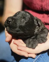 AKC Arthur, a male Bouvier des Flandres for sale in Houston, MO – 2 of 4
