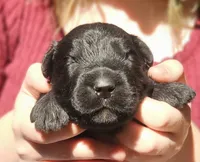 AKC Clarice, a female Bouvier des Flandres for sale in Houston, MO – 4 of 4