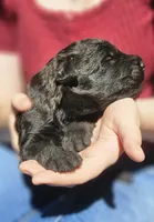 AKC Sam, a male Bouvier des Flandres for sale in Houston, MO – 2 of 4