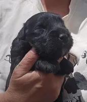 AKC Micheal, a male Bouvier des Flandres for sale in Houston, MO – Photo 3 of 6