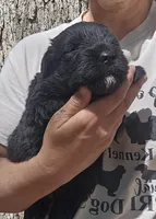 AKC Micheal, a male Bouvier des Flandres for sale in Houston, MO – 6 of 6