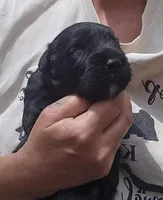 AKC Micheal, a male Bouvier des Flandres for sale in Houston, MO – Photo 6 of 6