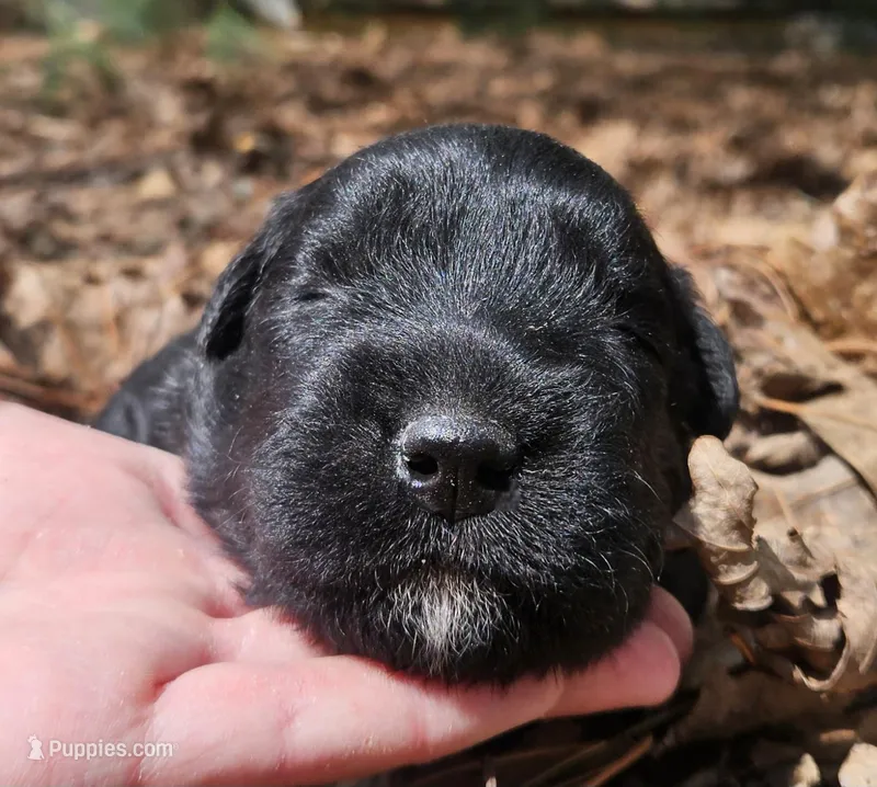 AKC Micheal – Bouvier des Flandres puppy for sale in Houston, MO