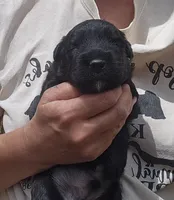 AKC Micheal, a male Bouvier des Flandres for sale in Houston, MO – Photo 5 of 6