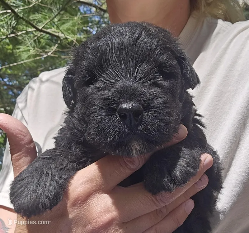 AKC Micheal – Bouvier des Flandres puppy on hold in Houston, MO