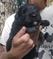 AKC Micheal, a male Bouvier des Flandres for sale in Houston, MO – 3 of 6