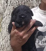 AKC Micheal, a male Bouvier des Flandres for sale in Houston, MO – 2 of 6
