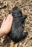 AKC Micheal, a male Bouvier des Flandres for sale in Houston, MO – Photo 4 of 6