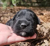 AKC Micheal, a male Bouvier des Flandres for sale in Houston, MO – Photo 2 of 6