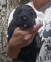 AKC Micheal, a male Bouvier des Flandres for sale in Houston, MO – 4 of 6