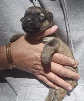 AKC Pearl, a female Bouvier des Flandres for sale in Houston, MO – 3 of 5