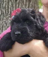 AKC Verna, a female Bouvier des Flandres for sale in Houston, MO – 6 of 10