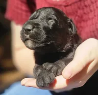 AKC Cindy, a female Bouvier des Flandres for sale in Houston, MO – 3 of 4
