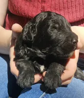 AKC Yukon , a male Bouvier des Flandres for sale in Houston, MO – 2 of 4