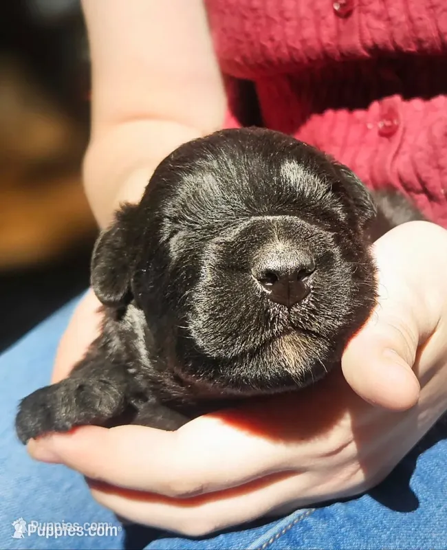 AKC Sam – Bouvier des Flandres puppy for sale in Houston, MO