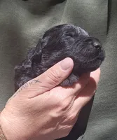 AKC Rik, a male Bouvier des Flandres for sale in Houston, MO – 5 of 9