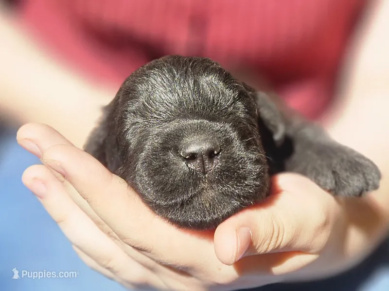 AKC Clarice – Bouvier des Flandres puppy for sale in Houston, MO