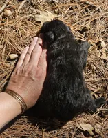 AKC Reed, a male Bouvier des Flandres for sale in Houston, MO – 5 of 5