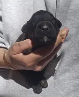 AKC Reed, a male Bouvier des Flandres for sale in Houston, MO – 3 of 5