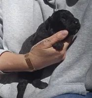 AKC Reed, a male Bouvier des Flandres for sale in Houston, MO – 4 of 5