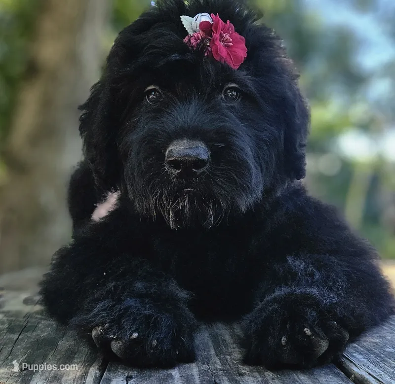 AKC Verna – Bouvier des Flandres puppy for sale in Houston, MO