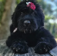 AKC Verna, a female Bouvier des Flandres for sale in Houston, MO – 1 of 10