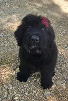 AKC Verna, a female Bouvier des Flandres for sale in Houston, MO – 5 of 10