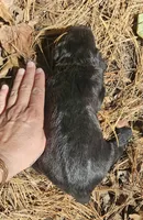 AKC Clarice, a female Bouvier des Flandres for sale in Houston, MO – 3 of 4