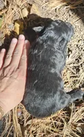 AKC Yukon , a male Bouvier des Flandres for sale in Houston, MO – 4 of 4