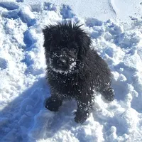 AKC Lina, a female Bouvier des Flandres for sale in Houston, MO – Photo 7 of 8