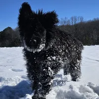 AKC Lina, a female Bouvier des Flandres for sale in Houston, MO – Photo 2 of 8