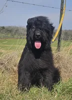 AKC Lina, a female Bouvier des Flandres for sale in Houston, MO – 8 of 9