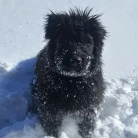AKC Lina, a female Bouvier des Flandres for sale in Houston, MO – Photo 4 of 8