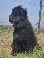 AKC Lina, a female Bouvier des Flandres for sale in Houston, MO – 2 of 9