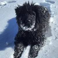 AKC Lina, a female Bouvier des Flandres for sale in Houston, MO – Photo 8 of 8