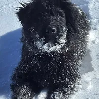 AKC Lina, a female Bouvier des Flandres for sale in Houston, MO – Photo 3 of 8